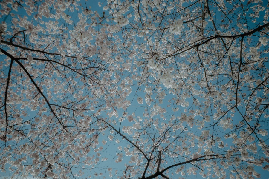 Natura